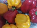 京地达山东新鲜彩椒红黄双色净重3斤 单果70g+新鲜蔬菜源头直发包邮 实拍图