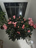 【莎之槿园艺】杜鹃花苗盆栽带花苞四季开花不断室内观花卉绿植植物老桩大棵好养 特大盆粉色杜鹃花+仿木桶盆+底托(带花苞发 含盆 实拍图