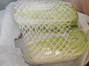 大白菜约2kg 实拍图
