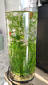 奇敬 玻璃花瓶富贵竹龟背竹水培插花瓶花艺摆件落地大花瓶餐桌花瓶 【口径15x高40cm】厚度均匀 高硼硅玻璃 实拍图