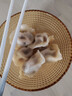 福月德【纯手工】清真牛羊肉水饺煎蒸饺子馄饨锅贴儿童早餐生鲜速冻食品 牛肉芹菜2.4kg6袋【店长推荐】 实拍图