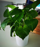 绿萝盆栽室内客厅绿植花卉 家用净化空气绿箩植物吸除甲醛吊兰 高20cm【控根龙蛋】8盆+喷壶+5肥 实拍图