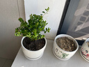 开时果 小叶赤楠盆景摆件 办公室桌面绿植花卉好养盆栽植物源头直发包邮 【推荐款】舍得紫砂盆+苔藓+底座 实拍图