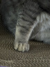 【京东物流】猫抓板磨爪猫窝一体耐磨不掉屑超大号猫玩具猫咪用品 椭圆巨无霸+猫薄荷 实拍图