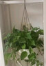 曼杉园（manshanyuan） 藤编吊兰盆 吊兰绿萝垂吊植物花盆 阳台庭院 吊篮盆 藤编吊篮盆(白色) 小 实拍图