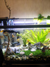 【京东物流】水草套餐 好养耐活真水草植物绿菊大叶绿九冠鱼缸 红波 双头 沉木一份 实拍图