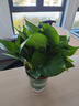 双盟绿萝盆栽除甲醛花卉绿植办公室新房净化空气 120款10盆源头直发 实拍图