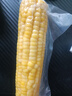 当季新货头茬东北黄甜糯玉米棒真空包装低脂黄糯大棒甜东北黏苞米 黑土地黄糯玉米【120-160克】2根 实拍图