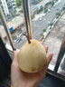 【已售50万斤】河北水晶鸭梨赵州鸭梨产地直发单果160g起 1粒装 实拍图