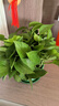 双盟绿萝盆栽除甲醛花卉绿植办公室新房净化空气180托盘4盆装源头直发 实拍图