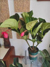 寄春JICHUN荷兰进口宝莲灯花盆栽带花苞办公室内圆叶高档名贵花卉绿植 圆叶宝莲灯(亚米加仑盆)带3个花苞发货 晒单实拍图
