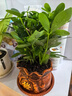 【八方来财】发财树鸭脚木盆栽四季常青桌面防辐射花卉盆景 八方来财20厘米4颗【發陶瓷盆】 送肥料 实拍图