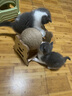 HELLOJOY逗猫咪玩具自嗨解闷猫抓板幼猫爪板小猫抓球耐抓不掉屑耐磨猫爬架 实拍图