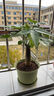 【带盆高度约15-25cm】发财树盆栽室内植物客厅办公室吸甲醛好养 单杆发财树+塑料节节高升盆+小方底座 花盆直径约8cm 实拍图