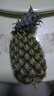 广东徐闻香水菠萝新鲜水果生鲜热带孕妇水果整箱包邮 【限时低价】1个装  单果650g起 实拍图