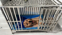 金百特 【不锈钢狗笼子】 金毛狗笼子中大型犬狗笼子宠物狗狗笼子狗屋高档狗别墅 长110*72*95【带蓝色垫板】+20cm狗碗 实拍图