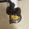 华元宠具（hoopet）狗狗碗不锈钢宠物大口径狗盆猫碗食盆防打翻饭碗水碗猫咪狗粮用品 实拍图