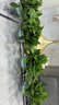 双盟绿萝盆栽除甲醛花卉绿植办公室新房净化空气180加仑4盆装源头直发 实拍图