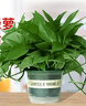 双盟绿萝盆栽除甲醛花卉绿植办公室180款加仑托盘盆8盆装源头直发 实拍图
