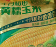 十月稻田 黄糯玉米 3.52斤(220g*8根) 25年新玉米 低脂 早餐零食 东北玉米 实拍图