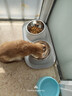 petofstory宠物碗不锈钢狗碗双碗 猫碗可拆卸护颈猫粮碗狗盆猫盆 实拍图