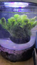 疯狂水草（FKSC）鱼缸水草真水草净化底部水草坨草水榕皇冠草趴地矮珍珠直接入缸 绿菊大坨【带水草泥】 晒单实拍图