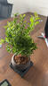 开时果 小叶赤楠盆景摆件 办公室桌面绿植花卉好养盆栽植物源头直发包邮 【推荐款】舍得紫砂盆+苔藓+底座 实拍图