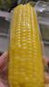 京鲜生云南拇指小玉米 2斤 西双版纳儿童糯玉米 源头直发 包邮 实拍图