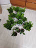 双盟绿萝盆栽除甲醛花卉绿植办公室新房净化空气 120款10盆源头直发 实拍图