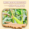 北纬47°黄糯小玉米1.8斤(150g*6) 东北黄糯玉米段儿童玉米真空包装低脂  实拍图