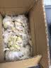 仙果春天精打细蒜 新鲜生鲜蔬菜多瓣大蒜头无添加正宗 干蒜中果250g 实拍图