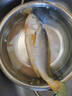 三都港 三去大黄鱼净重700g/2条装 宁德黄花鱼 生鲜 鱼类 实拍图