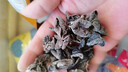 东北黑木耳干货特级秋木耳小云耳野生商用特产脆毛一级小碗耳 黑木耳500g*1袋 实拍图