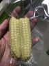 京鲜生云南拇指小玉米 2斤 西双版纳儿童糯玉米 源头直发 包邮 实拍图