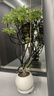 叹为观止大型植物发财树各种大颗盆栽开业乔迁客厅办公室内好养大型花卉 造型鸭脚木【1.5-1.7米】 含盆 实拍图
