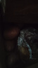【真便宜】红皮土豆高原黄心土豆马铃薯红皮黄心洋芋 蔬菜水果 9斤大果【单果150g+】 实拍图