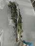 带根香菜100g 实拍图