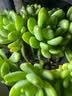 多肉花盆陶瓷透气家用室内外粗陶紫砂创意小号绿植大口径盆栽桌面 2件套艺术绘画 款式 实拍图