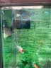 森森（SUNSUN）造浪泵鱼缸水族箱冲浪泵耀蓝造流吹粪便吹鱼便 升级双头24W吸盘款 高效强劲 流量调节 实拍图