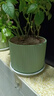 陶瓷花盆绿植盆栽亚光北欧风简约花盆大号桌面绿植盆送塑料托盘 绿色 大号（16.5*16.5*14） 实拍图