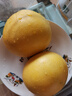 京地达柚子福建黄金葡萄柚西柚甜柚水果送礼净重4.5斤单果250g+源头直发 实拍图