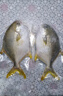 环球水产 南海金鲳鱼700g 2条 BAP认证深海鱼 冷冻 鱼类海鲜 家庭聚餐 实拍图