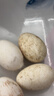 百世富泽（BAISHIFUZE）【百世富泽】黄河滩大鹅蛋新鲜正宗土鹅蛋农家自养孕妇超大鹅蛋 12枚115-130克 实拍图