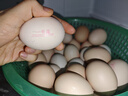 1号会员店可生食鸡蛋30枚净重3.6斤精选大码蛋礼盒装 源头直发 实拍图