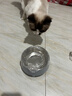 HELLOJOY不锈钢宠物食盆狗碗猫狗碗食盆水粮两用宠物碗喂食器 灰色 实拍图