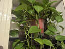 双盟绿萝盆栽除甲醛花卉绿植办公室新房净化空气160红2盆源头直发 实拍图
