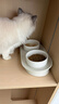 华元宠具（hoopet）猫碗陶瓷双碗狗狗饭盆猫咪食盆喂食器猫粮盆喝水碗防打翻宠物用品 实拍图