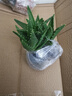 铁树盆景铁树苗苏铁树苗盆栽绿植物花卉大铁树盆景苗大型绿植花卉 铁树球茎4-6cm 实拍图