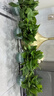双盟绿萝盆栽除甲醛花卉绿植办公室新房净化空气180加仑4盆装源头直发 实拍图