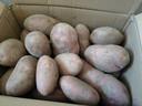 内蒙红皮大土豆新鲜黄心土豆现挖洋芋地蛋马铃薯粉面火锅批发 红皮土豆大果 9斤 【单果150g+】 实拍图